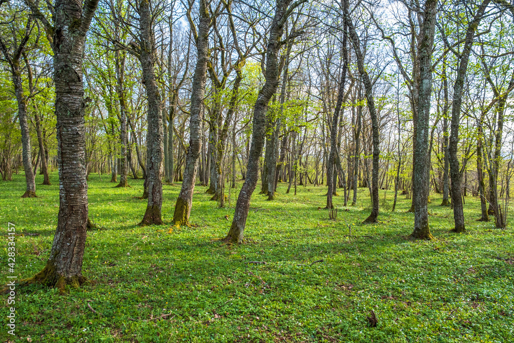 Obraz premium Lush trees in the spring in a forest