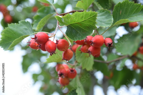 Hawthorn berries on tje branch photo