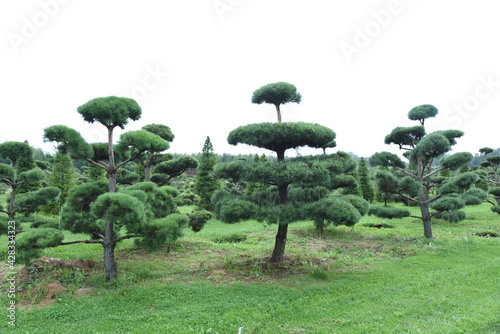 Conifer formed plants nursery. Topiary bonsai and niwaki garden trees and shrubs