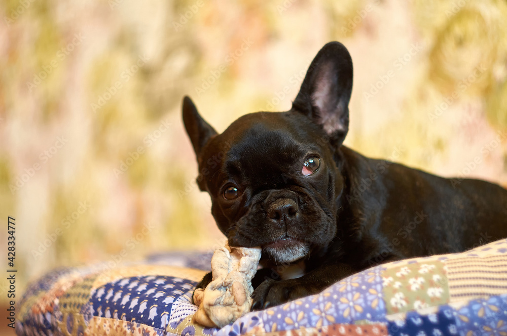 French bulldog lies on a pillow and eat fresh meat. Cute black dog.
