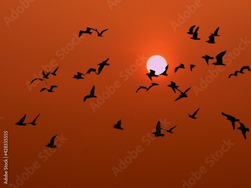 birds on sunset © ATIPPORN