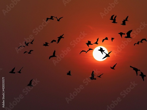birds on the sunset © ATIPPORN