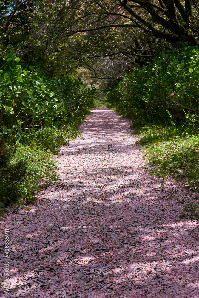 桜の絨毯　八重桜の花びら　秋元牧場