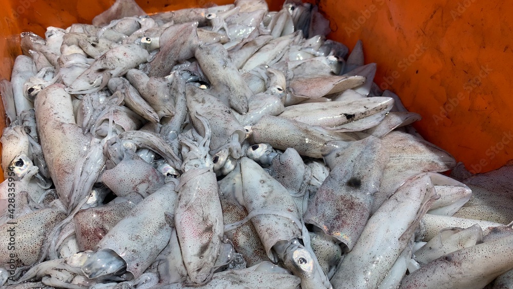 Fresh squid selling at jetty fish wholesale market. Fresh squid selling at jetty fish wholesale market.