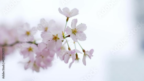 Japanese cherry blossoms