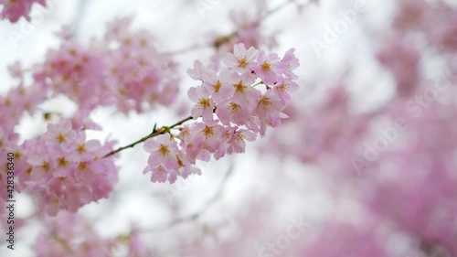 Japanese cherry blossoms