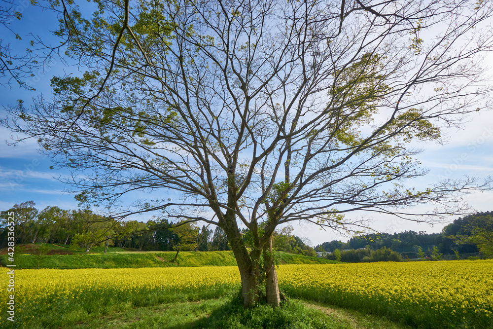 Obraz premium 広大な菜の花畑 ミツバチ牧場 市原市
