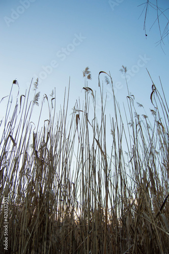 High reeds on a background of blue sky