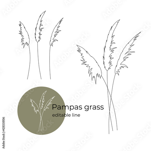 Pampas Grass drawn in a minimalistic style by line. Part of the collection of dried flowers. Editable line.