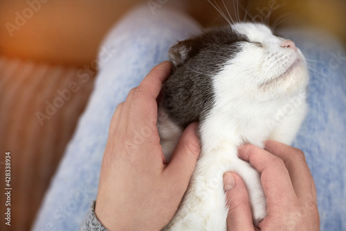 Woman stroking a cat, which lies in her lap.