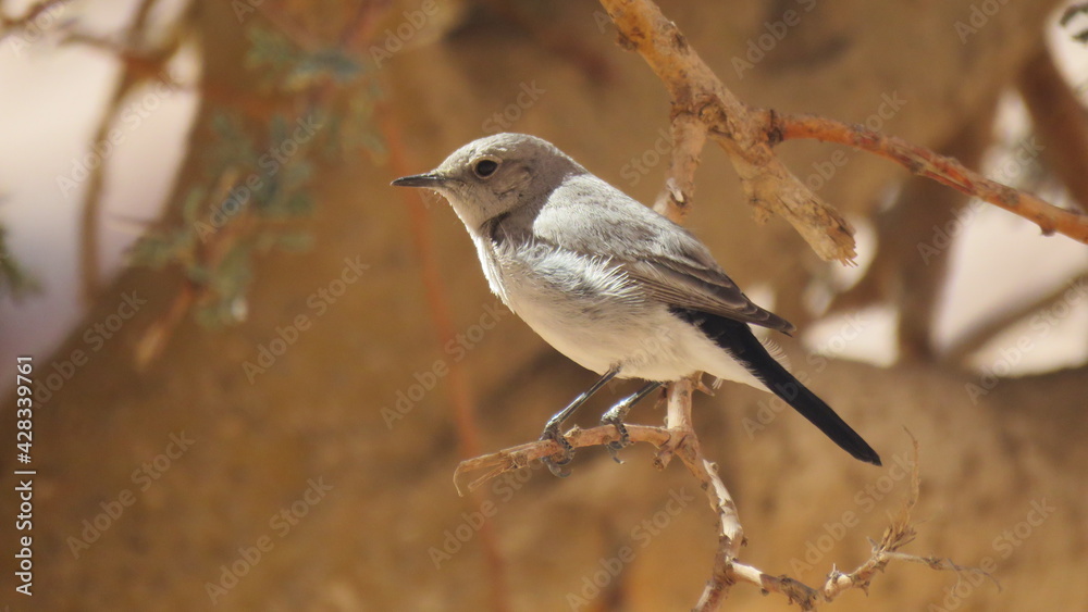 A Bird standing on a branch of a tree, Gray sparrow. A Bird standing on a branch of a tree, Gray sparrow.