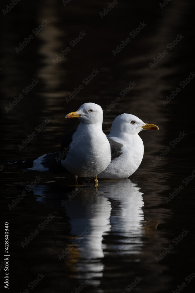 Pair of sea gulls in calm water. Beautiful lighting and contrast. Shot in Sweden, Scandinavia Pair of sea gulls in calm water. Beautiful lighting and contrast. Shot in Sweden, Scandinavia