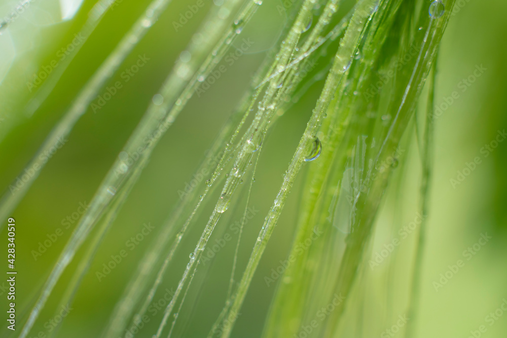 Botanical macro backdrop in green colors. Wet long grass with water droplets on it on blurred background Botanical macro backdrop in green colors. Wet long grass with water droplets on it on blurred background