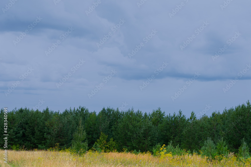Pine trees forest wirh green firs on dark blue cloudy sky. Stormy bad weather in forest