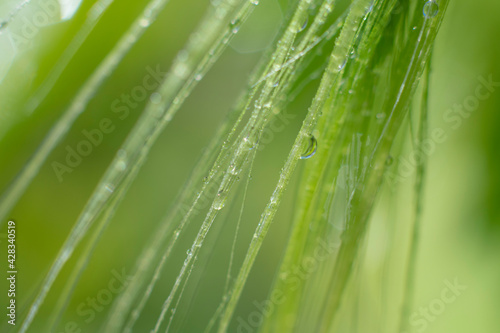 Botanical macro backdrop in green colors. Wet long grass with water droplets on it on blurred background