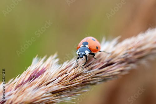 Ladybird bug red colored and black dotted on bush grass weed plant on green background. Tranquil scene. photo