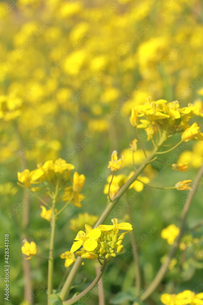 日本の川沿い　3月の菜の花