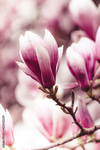 Tulpen-Magnolie © Tasha Tajdel