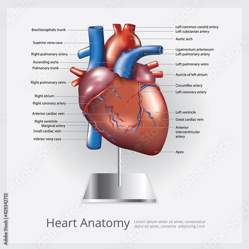 Heart Anatomy Vector Illustration