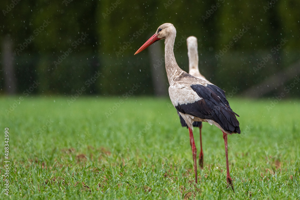 Fototapeta premium Weißstorch (Ciconia ciconia)