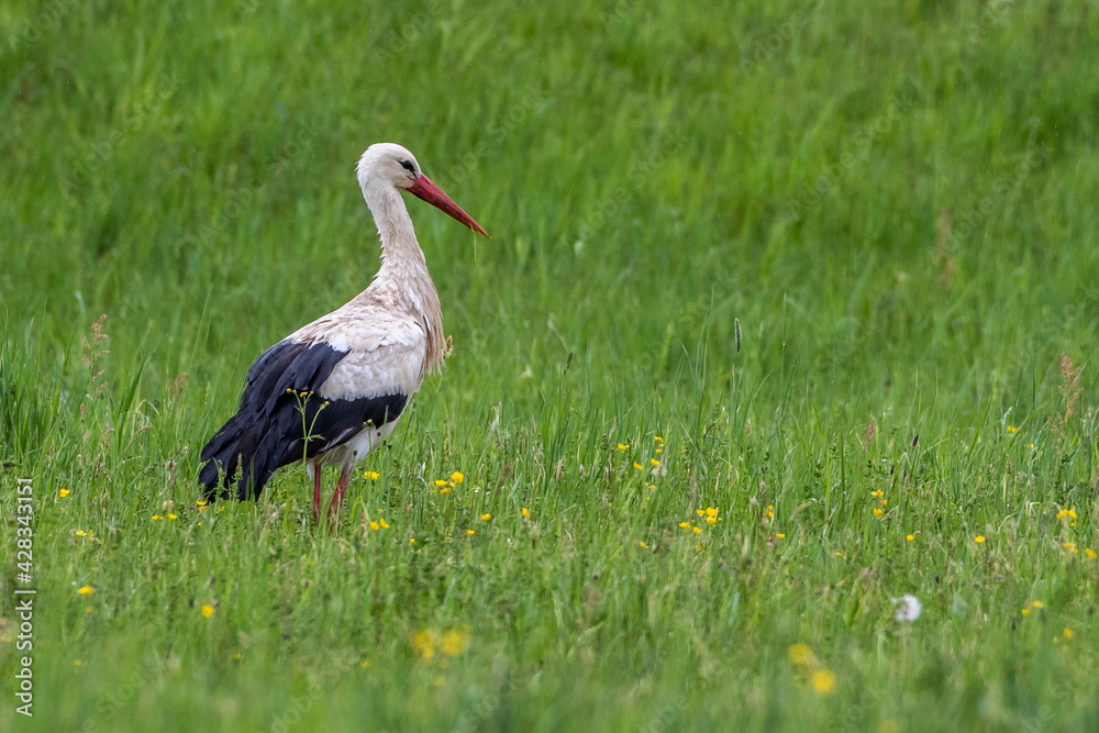 Naklejka premium Weißstorch (Ciconia ciconia)