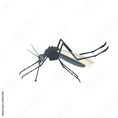Mosquito. Insect mosquito, vector illustration
