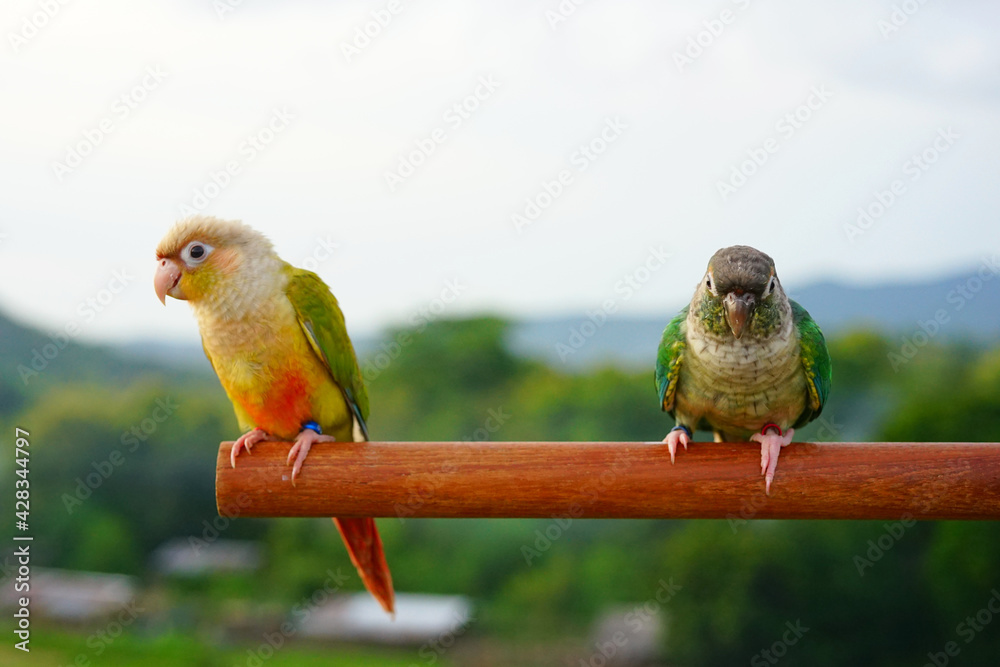 Green cheek conure couple (Cinnamon and Turquoise Yellow-sided color) on  the sky mountain background, the small parrot of the genus Pyrrhura, has a  sharp beak. Native to South America (Amazon). Stock Photo