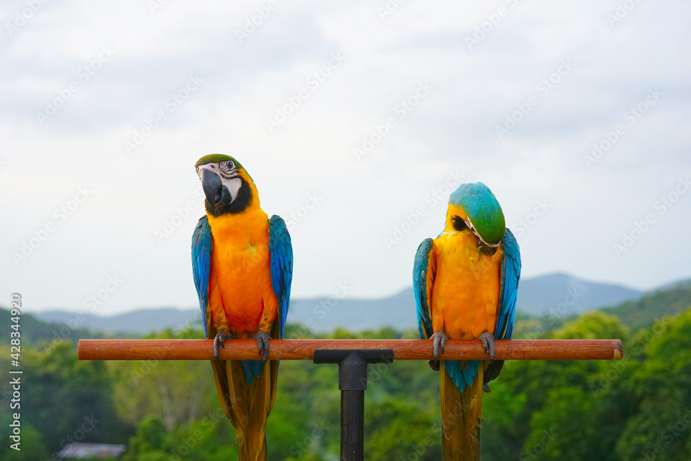 Two Blue-and-yellow macaw (Ara ararauna), also known as the blue-and-gold macaw is a large South American parrot on wooden perch. One bird preens itself feathers.