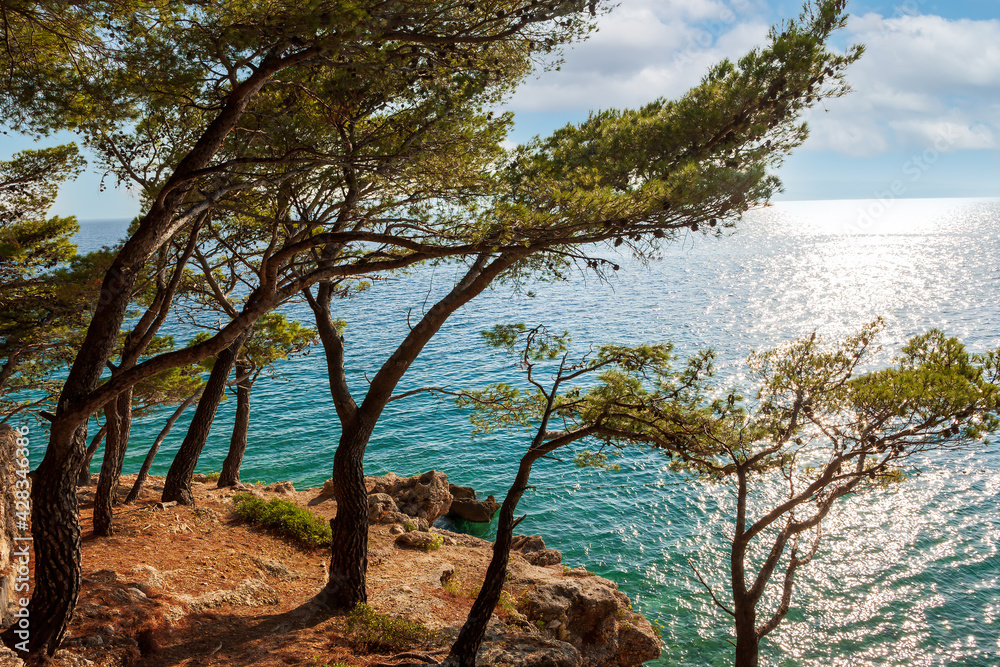 Pine trees on the beach of Punta Rata in Brela, Makarska Riviera ...
