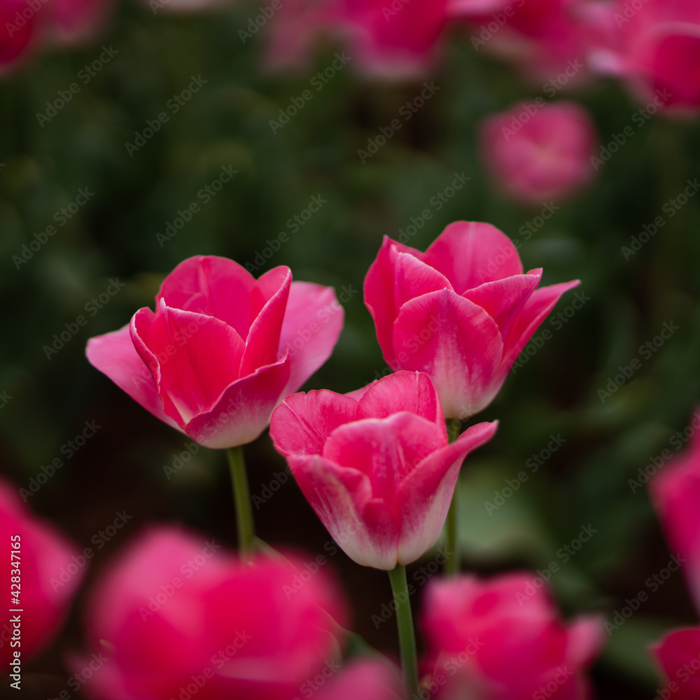 Pink Tulip Flowers at Tasmania Tulip Festival, Wynyard, Tasmania, Australia Pink Tulip Flowers at Tasmania Tulip Festival, Wynyard, Tasmania, Australia
