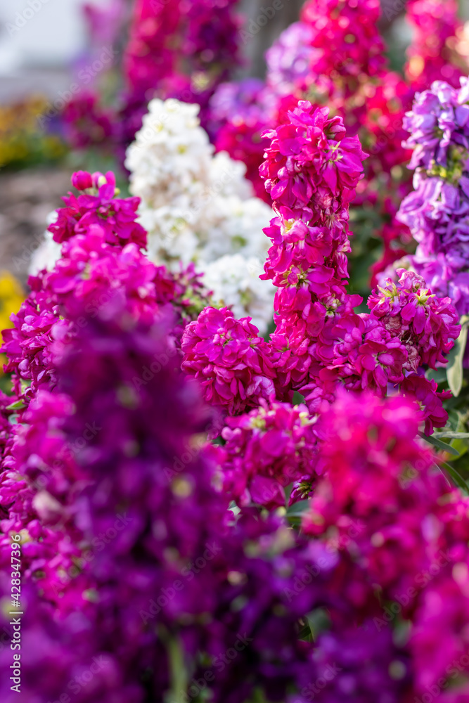 花壇の花　キンギョソウ（スナップドラゴン）白、ピンク、紫色