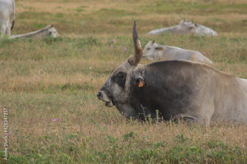 Fototapeta Naklejka Na Ścianę i Meble -  Maremma cows reared in the wild on pasture. Big black-necked bull is resting in the grass. Maremma Bassa Tuscany, Italy.