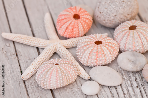 Starfish And Sea Urchin Shell