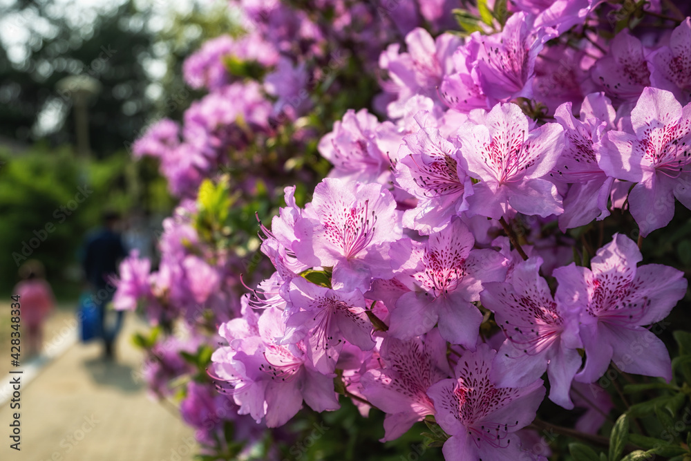 purple royal azalea blooming purple royal azalea blooming