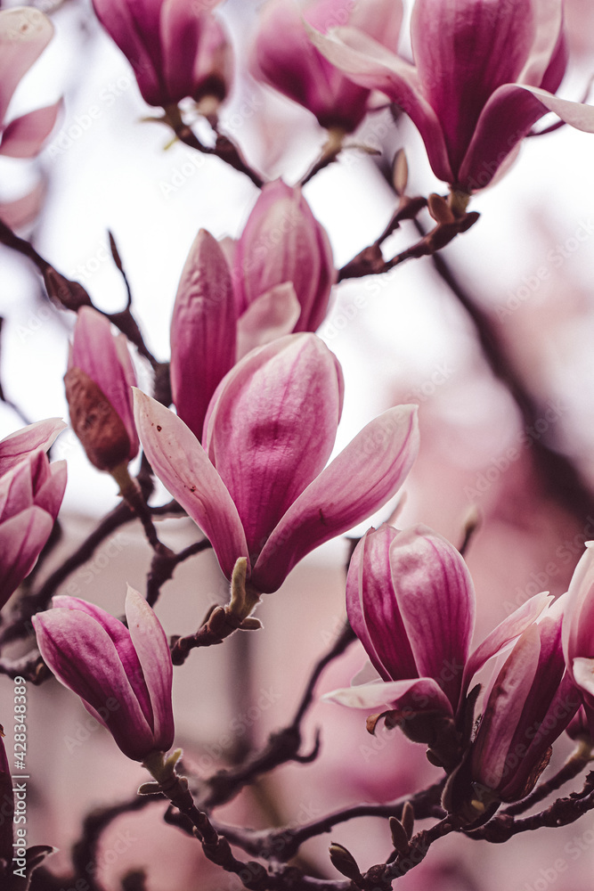 Obraz premium Tulpenmagnolie