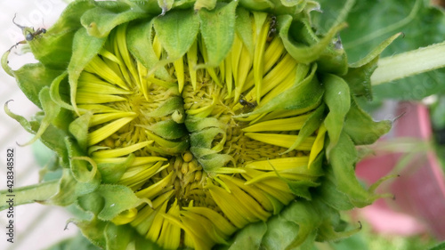 A double-headed opening sunflower and black walking on a flower photo