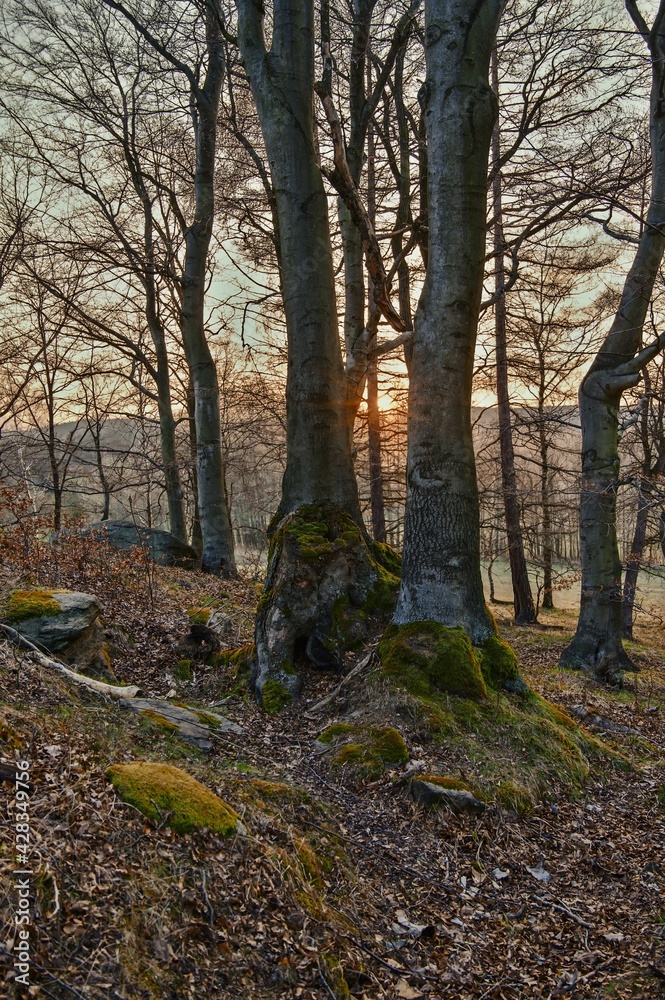 Obraz premium Big old beeches with the setting sun.