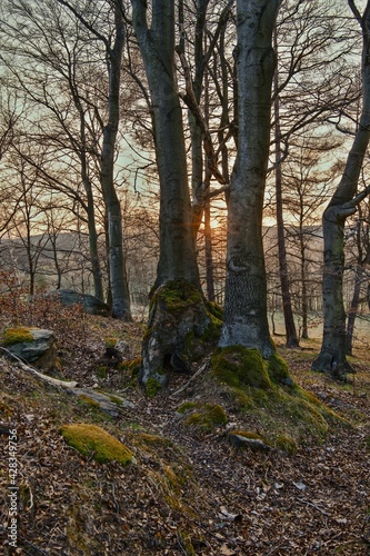 Big old beeches with the setting sun.