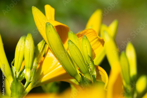 Knospen und gelbe Blüte / Blume im Frühling (Nahaufnahme / Makro)