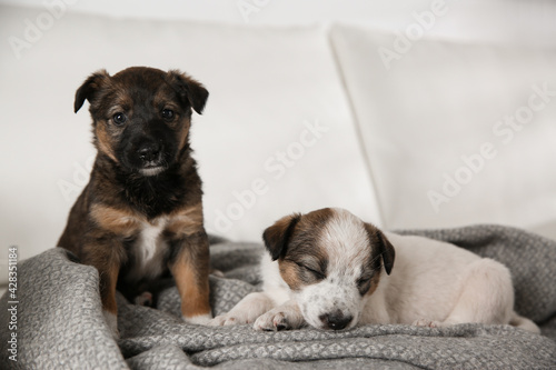 Cute little puppies on soft grey plaid © New Africa