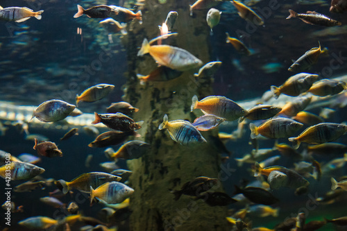  tropical fish in the aquarium © Евгения Трастандецка