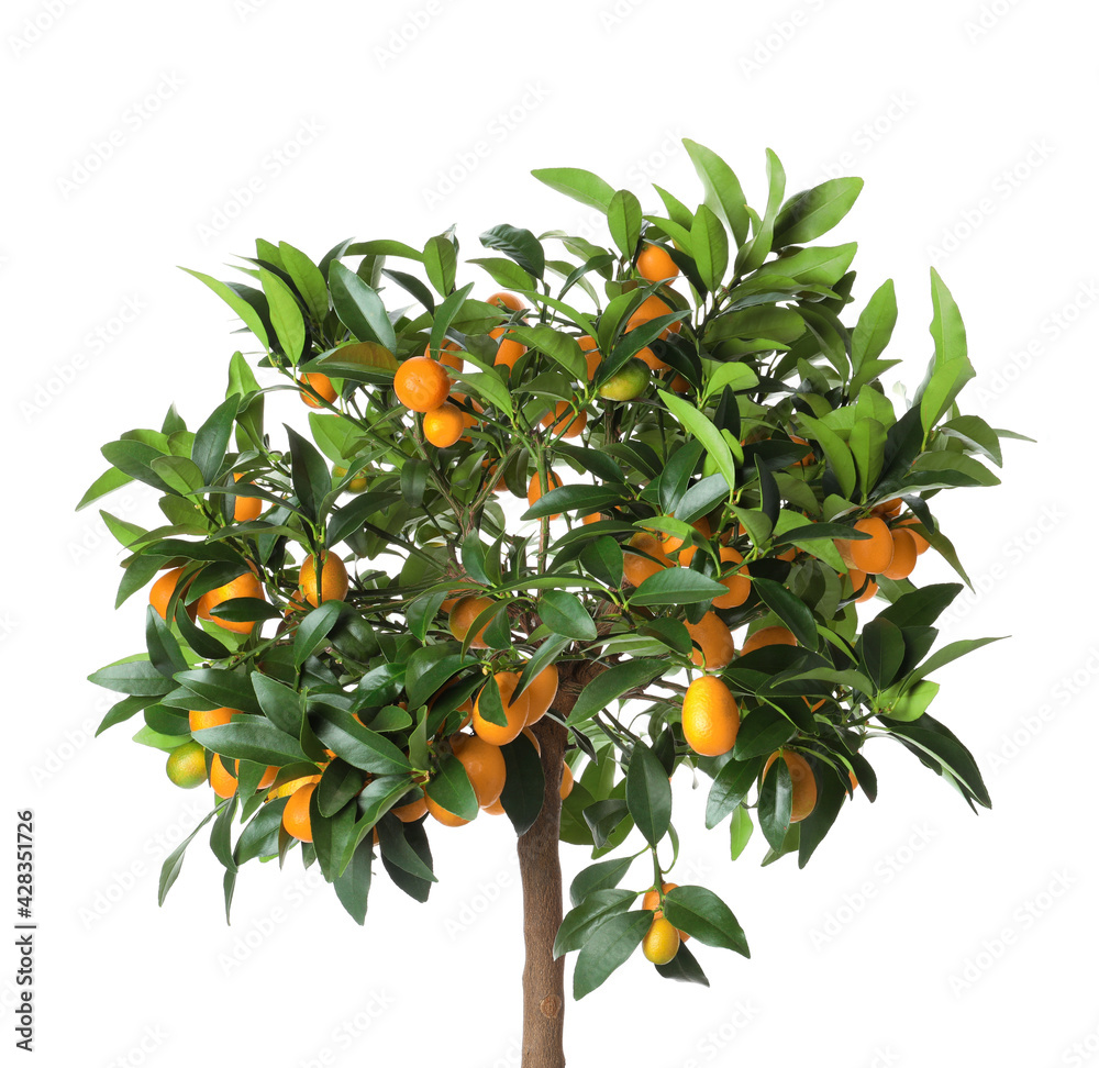 Kumquat tree with ripening fruits isolated on white Stock Photo | Adobe ...