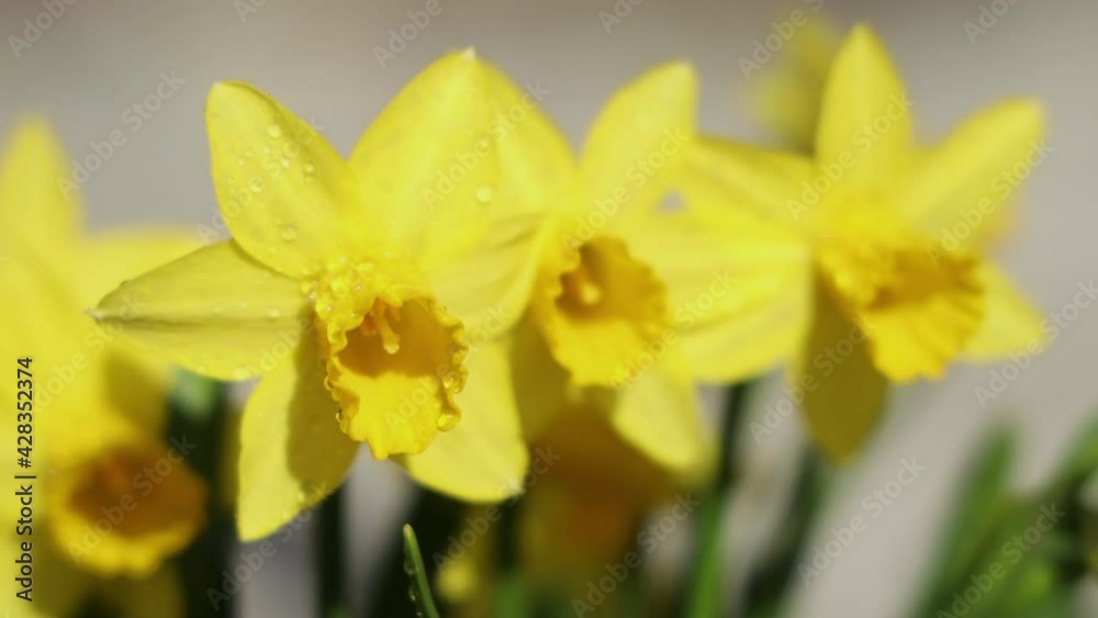 Daffodil flowers with water drops in garden Daffodil flowers with water drops in garden