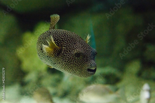  tropical fish in the aquarium
