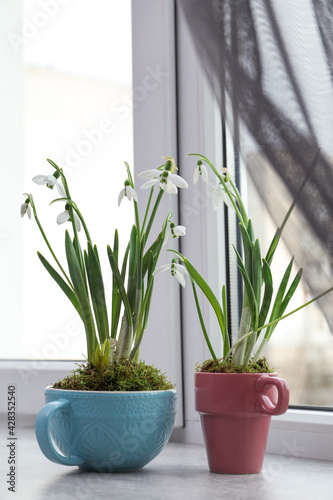 Beautiful potted snowdrops on light grey window sill