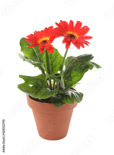 Beautiful blooming gerbera flower in pot on white background
