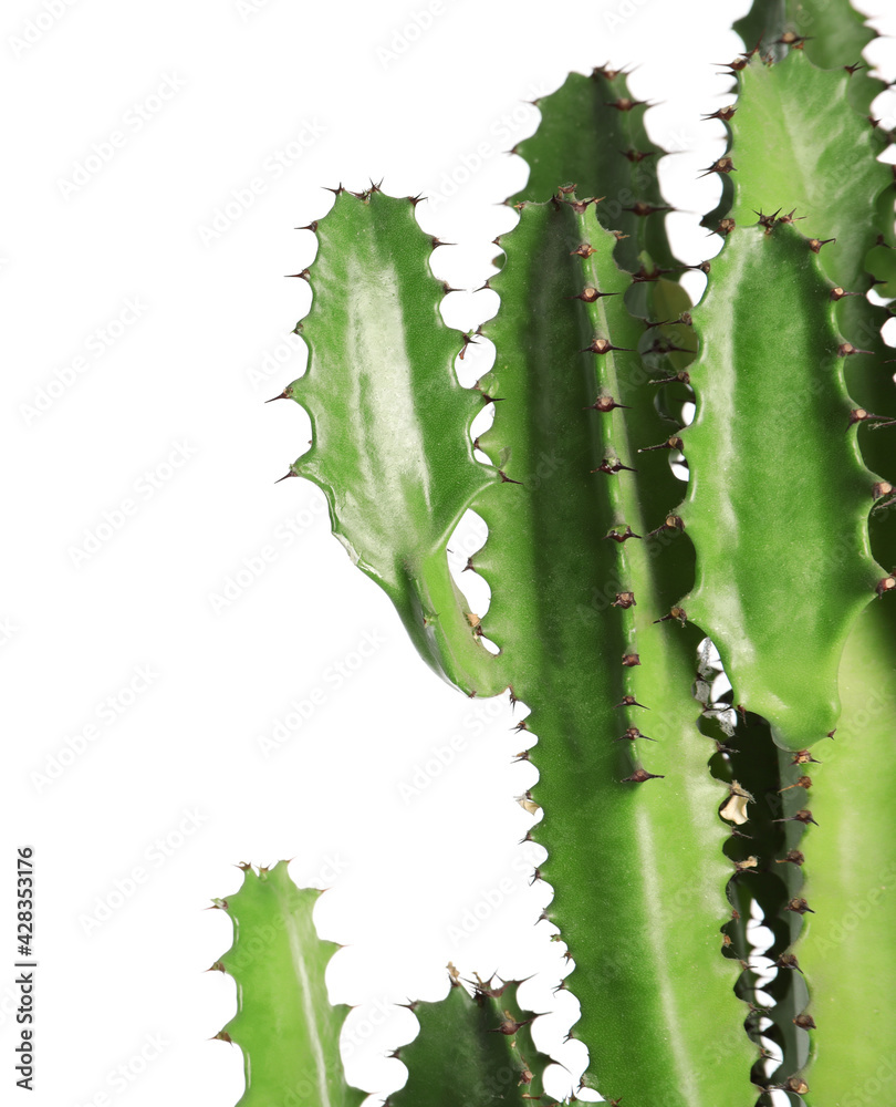 Naklejka premium Beautiful cactus on white background. Tropical plant