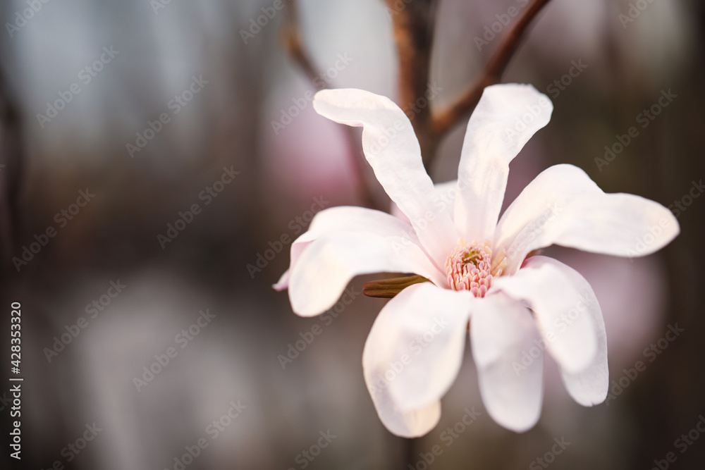 Closeup view of beautiful blooming magnolia tree outdoors. Space for text Closeup view of beautiful blooming magnolia tree outdoors. Space for text