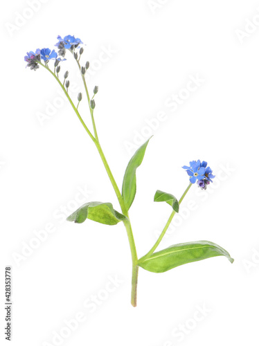 Fototapeta Naklejka Na Ścianę i Meble -  Beautiful blue Forget-me-not flowers isolated on white
