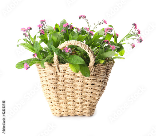 Beautiful potted Forget-me-not flowers in basket on white background